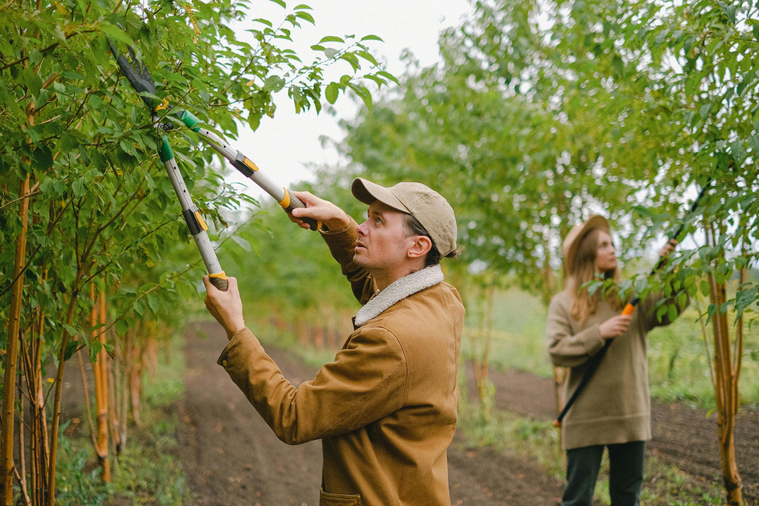 Come potare le piante: guida semplice per principianti