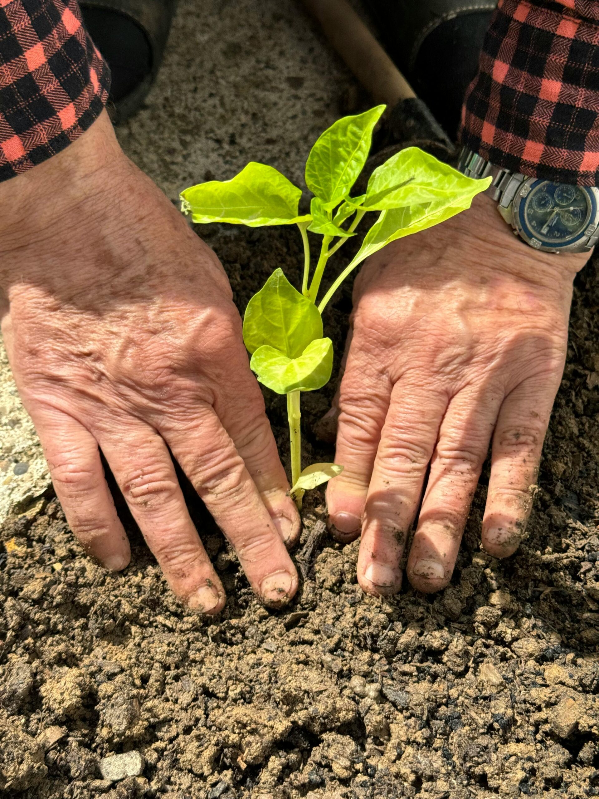 Trapianto orto: come trapiantare zucchine, melanzane e pomodori senza errori