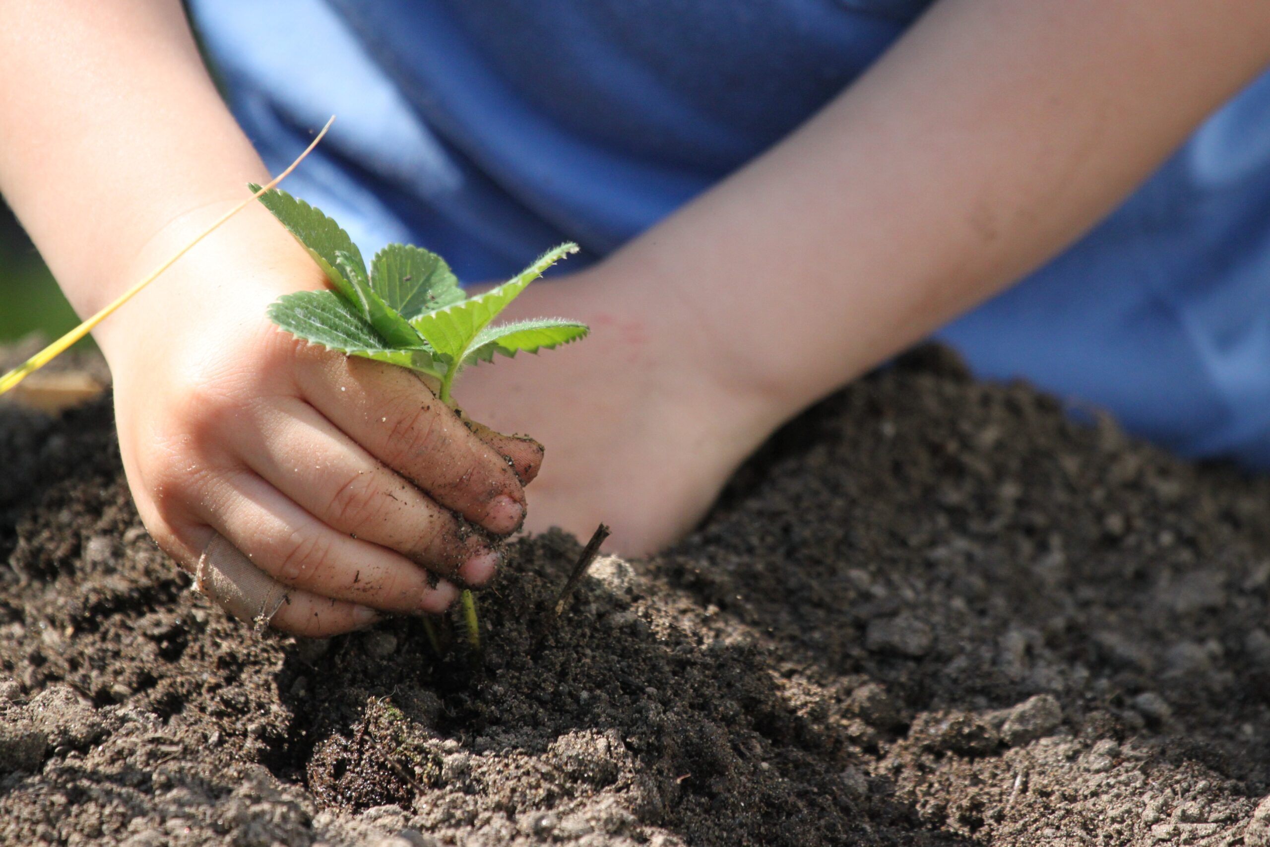 Benefici della natura per bambini: attività e consigli