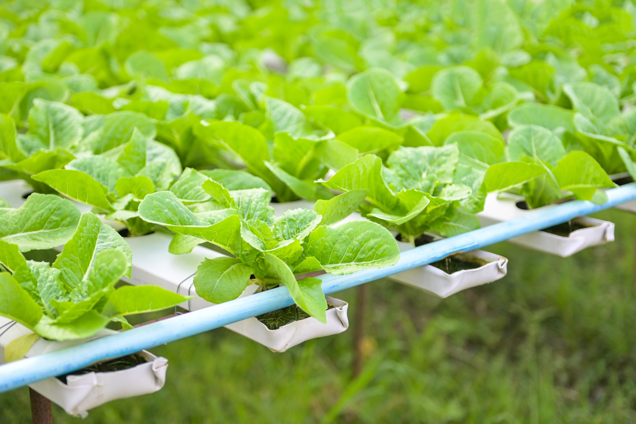 Idroponica per Principianti