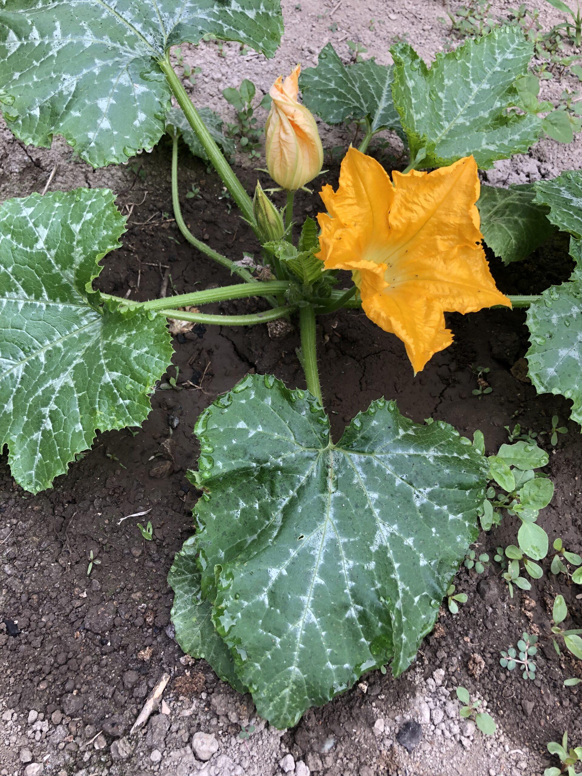 Orto Biologico a Terra: 