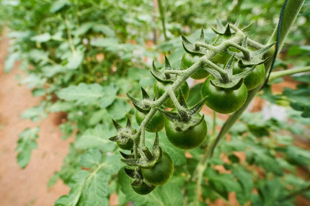come coltivare i pomodori