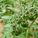 come coltivare i pomodori